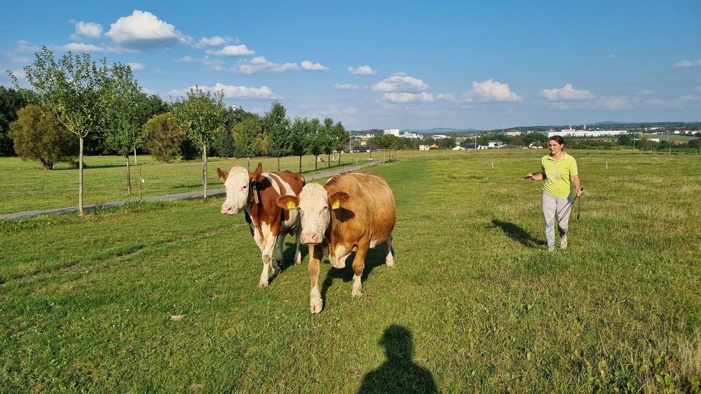 Krávy jdou z pastvy
