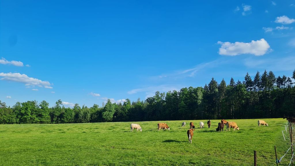 Krávy na pastvě